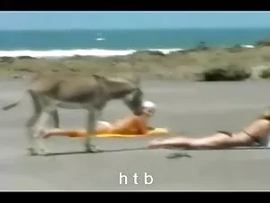 A bela Lilo veio do  ...